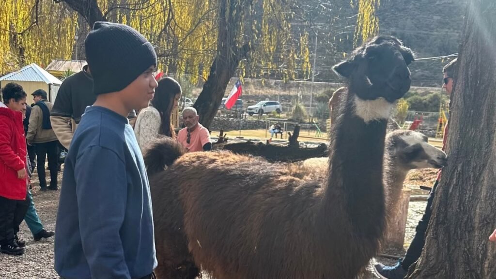 Lucas ao lado de uma lhama durante passeio a Portillo no Chile