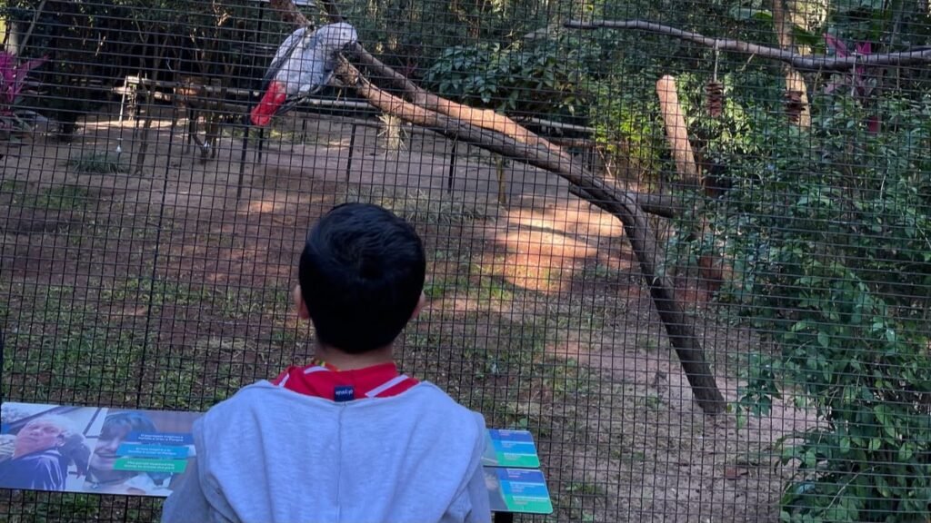 Parque das Aves: preço, horário e vale a pena? 2 Criança observando uma ave em viveiro no Parque das Aves em Foz do Iguaçu