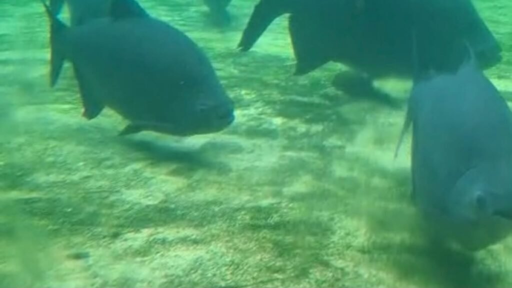 Sítio do Carroção para autistas com peixes no aquário